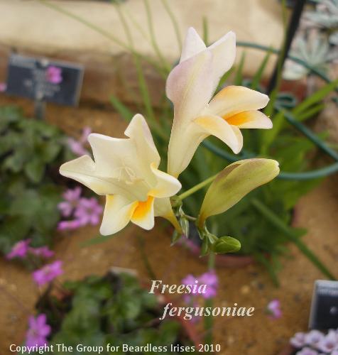 Freesia fergusoniae 2